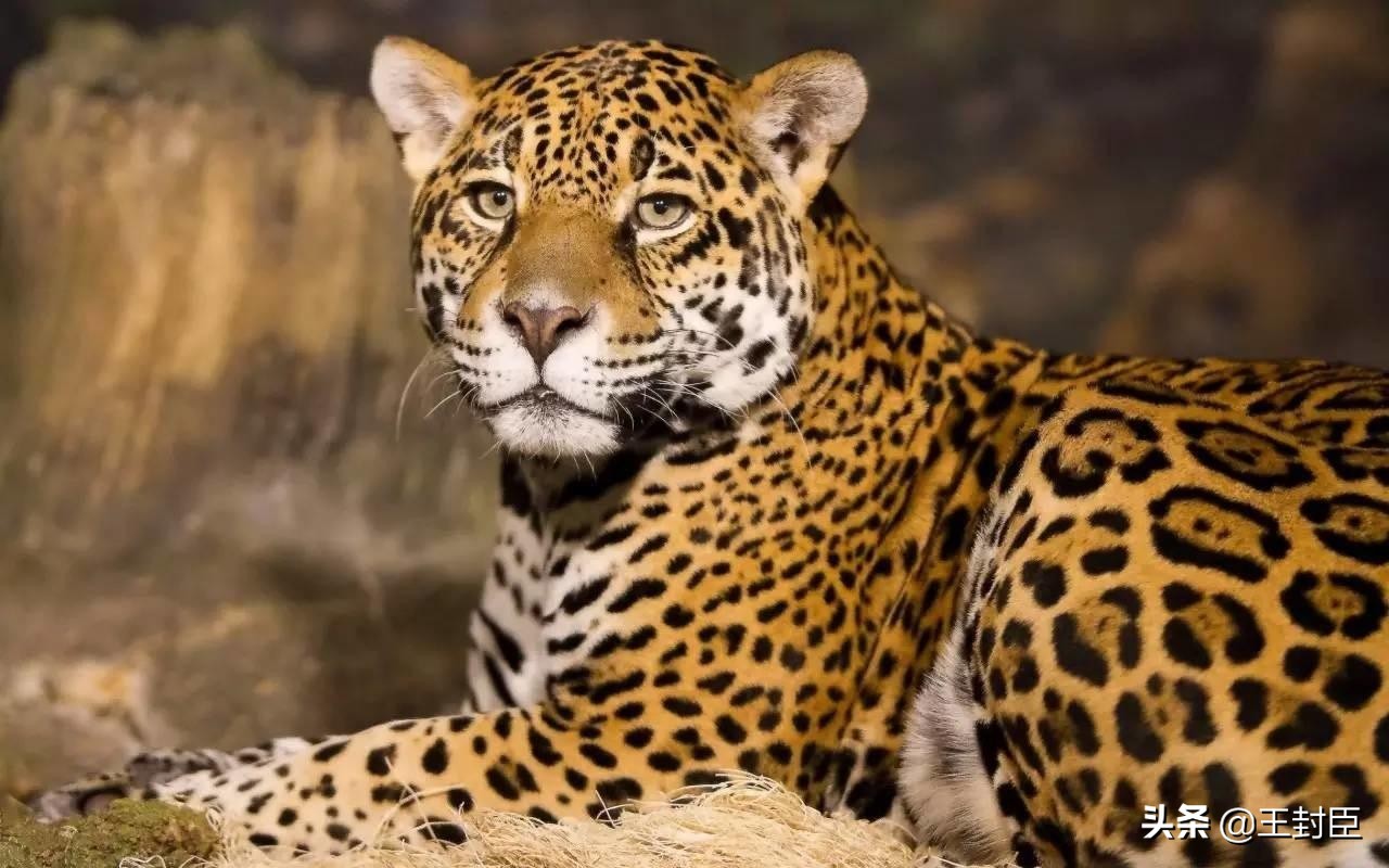 评书武侠小说人物,单田芳评书人物绰号