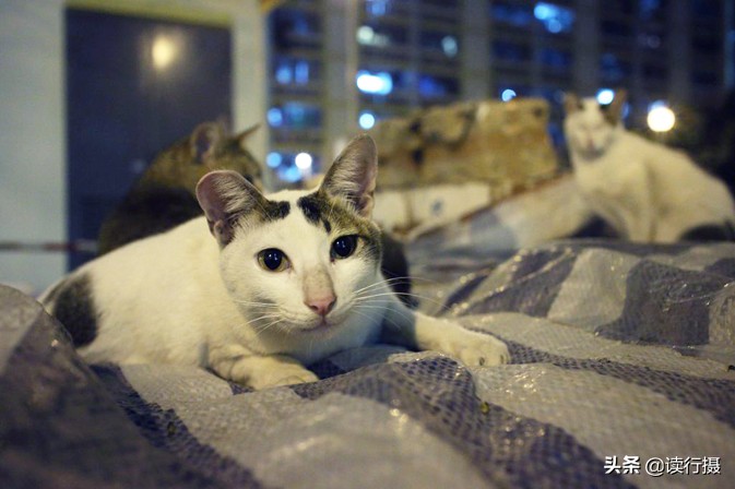 转角遇到猫探店,转角遇到猫打卡