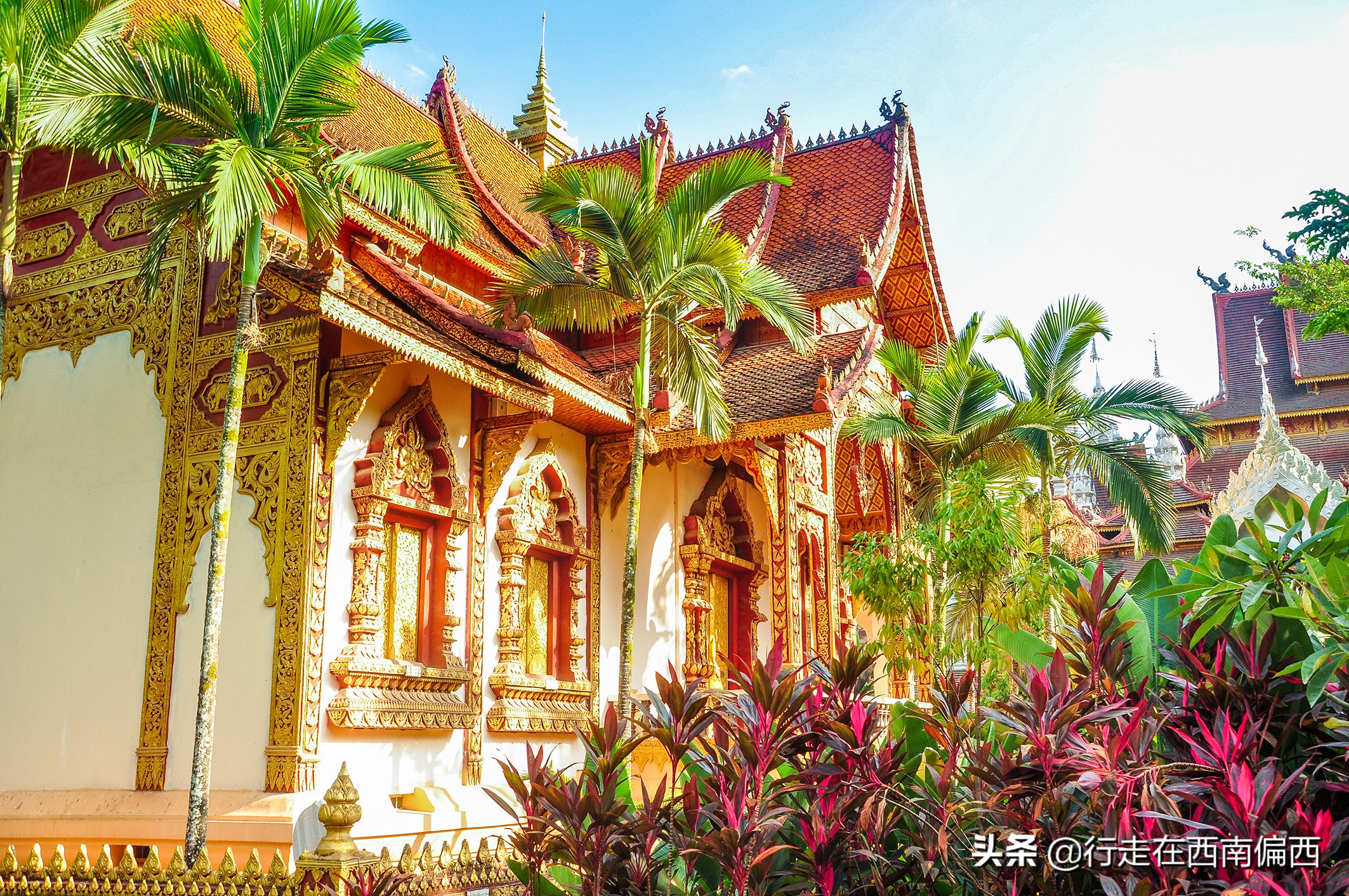 西双版纳五树六花景点,西双版纳都有哪些开花的树