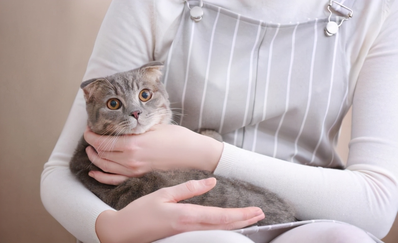 男人念念不忘的，往往是像猫一样的女人