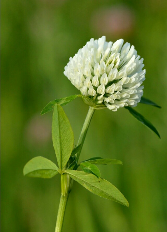 植物图鉴素材图,植物图鉴紫罗兰