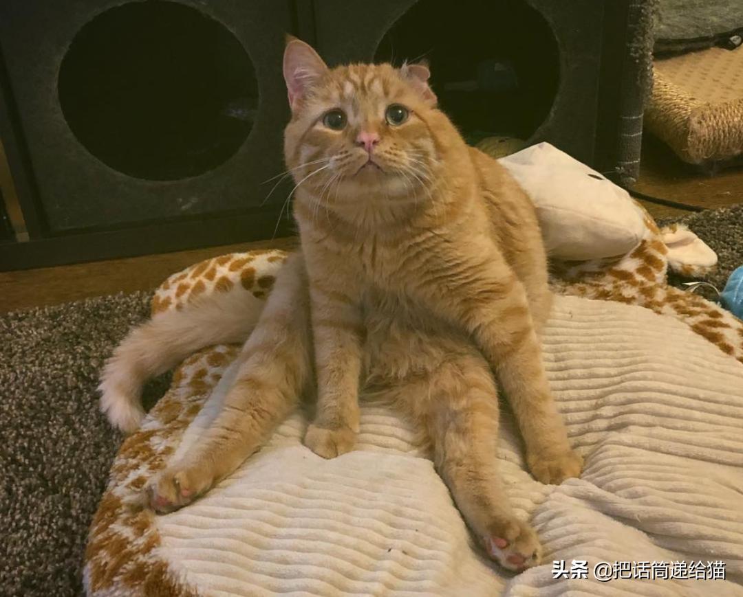 被弃养的猫还要打疫苗吗,弃养了一只猫