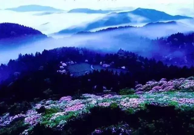 四月芳菲尽黄山杜鹃始盛开,人间四月芳菲尽高山杜鹃始盛开图