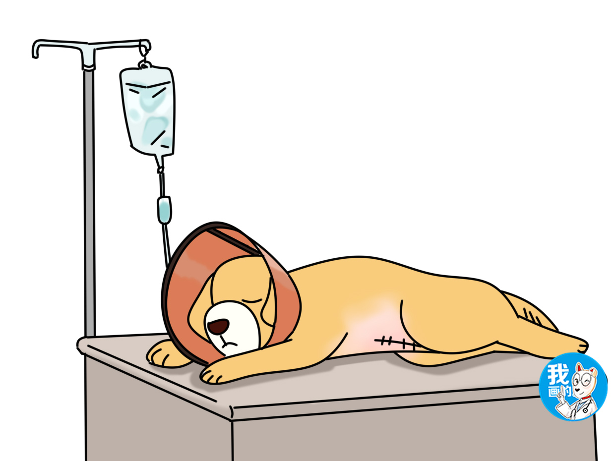 狗狗是否要选择剖腹产，某些情况下，由不得犹豫和选择