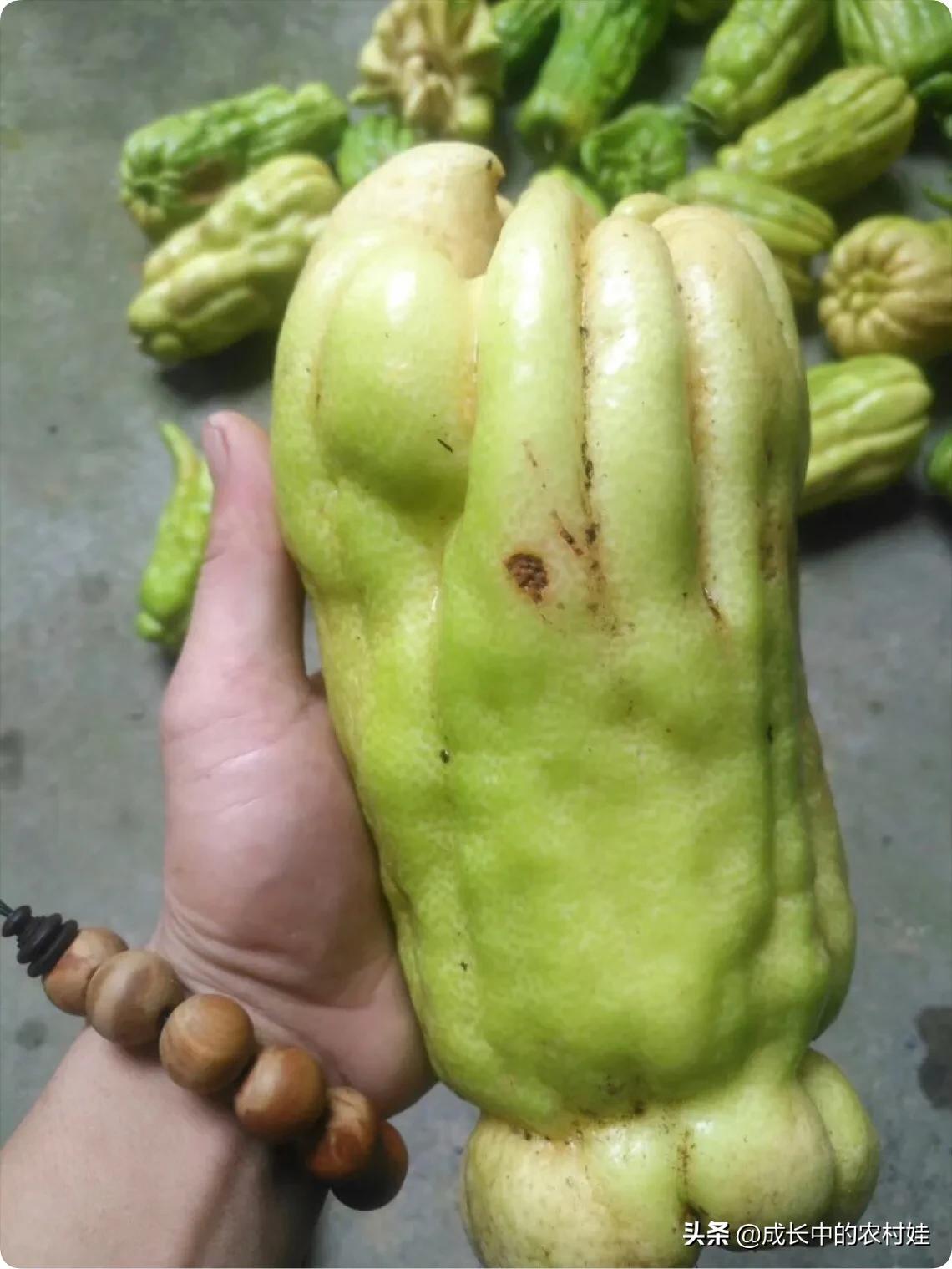 它像水母，更像佛像之手，拥有数不清的手指头