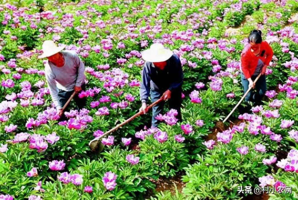 农村创业致富项目养殖种植项目,农村创业搞养殖干什么最好