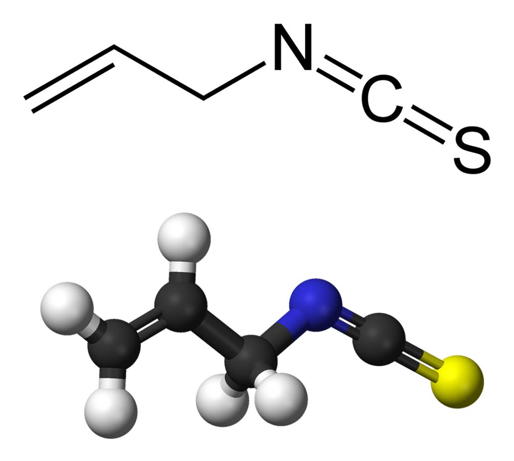 辣根山葵芥末有什么区别,原来我们吃的芥末都是真的吗