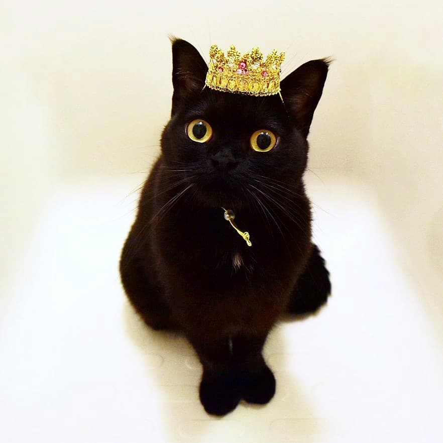 日本卡通小黑猫,日本动漫小黑猫