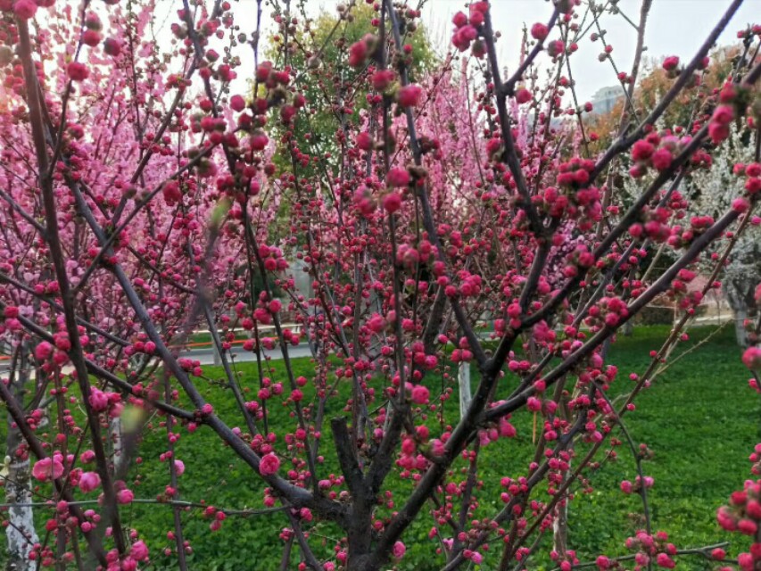 关于春天的成语和名言,关于春天的成语和短句子大全