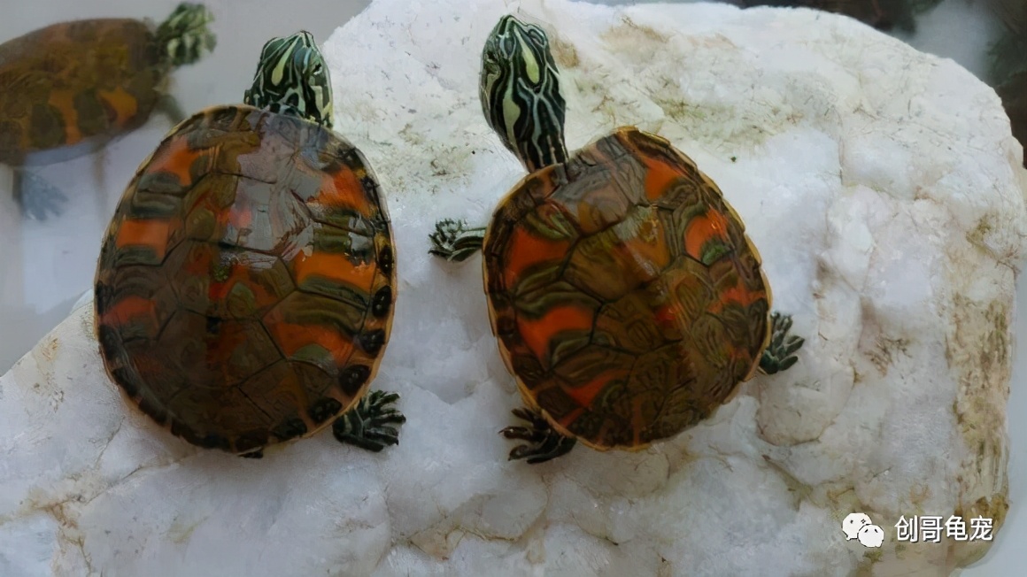 新买的乌龟回家要注意什么,新买的乌龟到家怎么防止腐皮