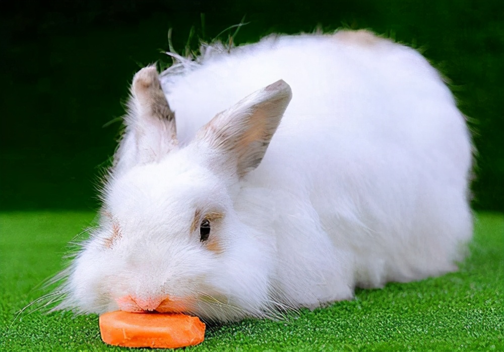 兔子一天不拉屎但正常吃东西？常见的几种情况及处理措施