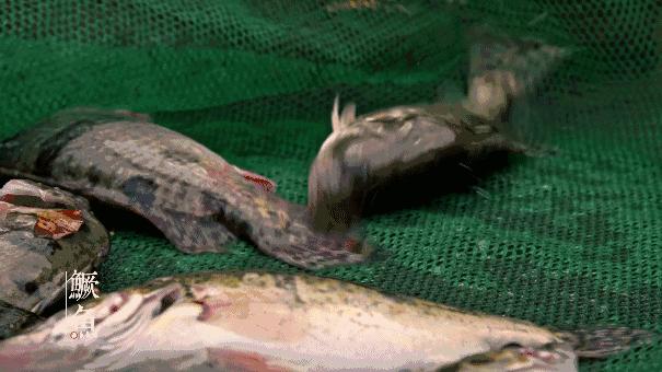 十大入侵最严重的鱼,入侵我国最惨的物种鱼