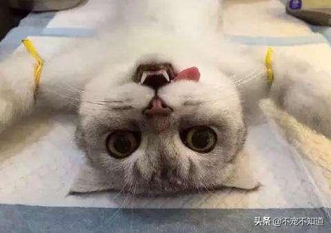 一割解千愁~你给家里的猫狗做绝育了吗？