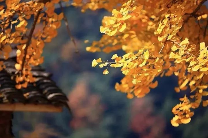 温州银杏哪里最美,温州秋冬的银杏树确实美