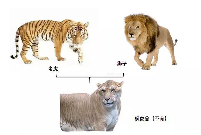 十大转基因动物,你真的了解土鸡吗