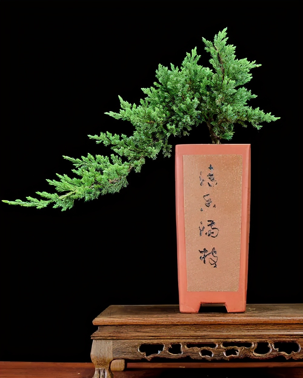 盆景地柏叶片怎么造型,造型盆景怎么养护