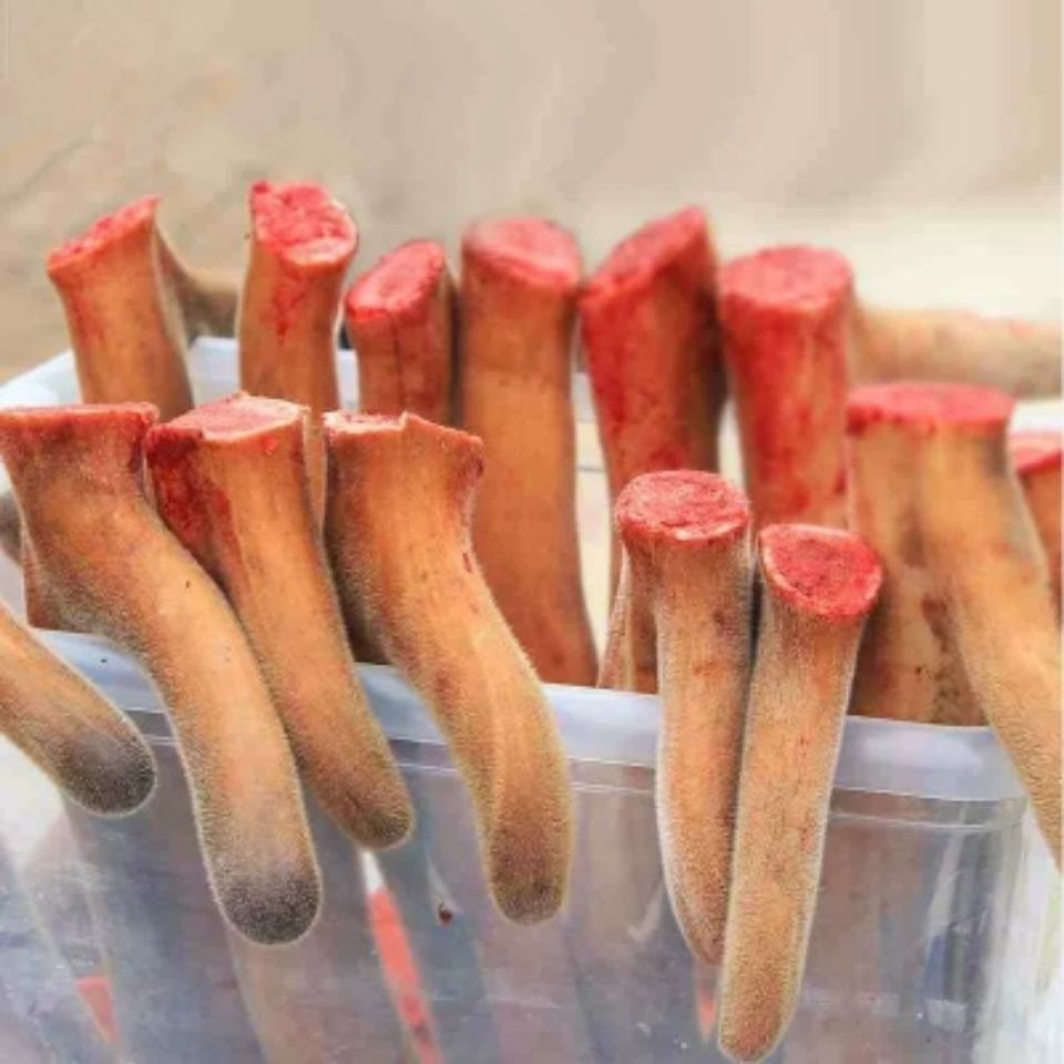 梅花鹿王娇,梅花鹿王娇简历