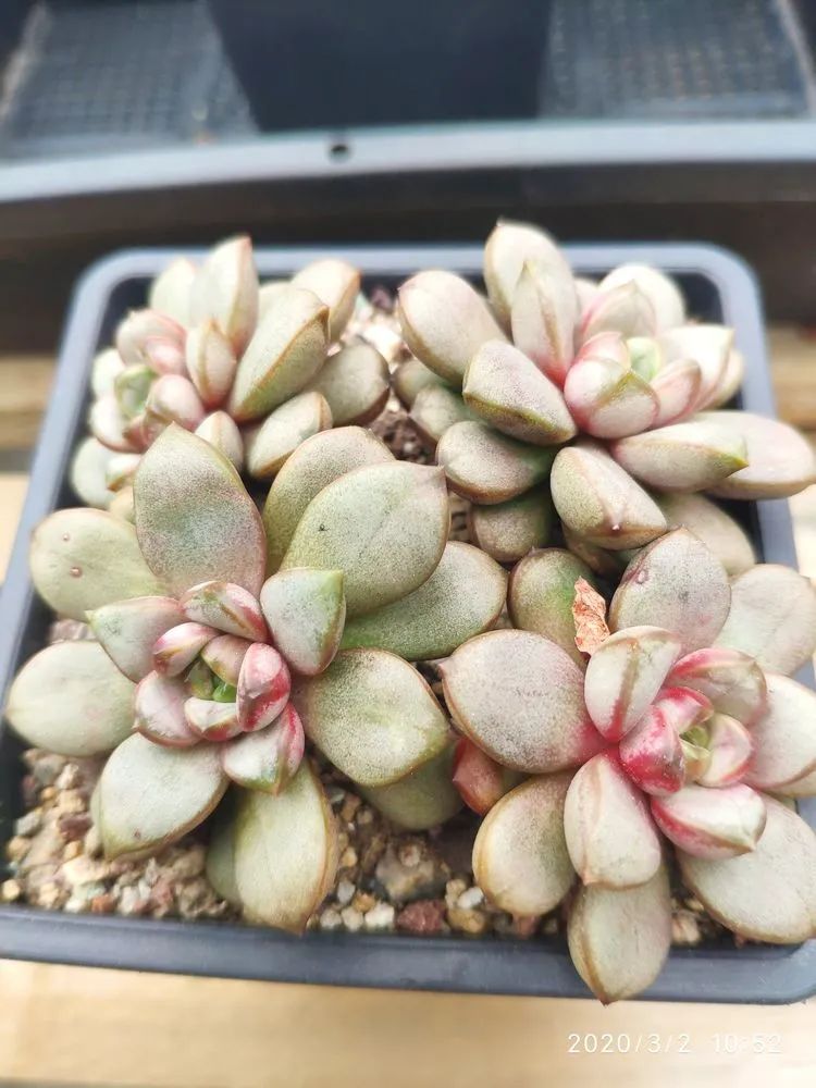 多肉不适合新手养,多肉入坑到什么程度好