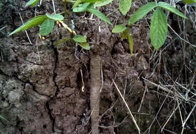 家乡一种有特色的植物,家乡有野生植物
