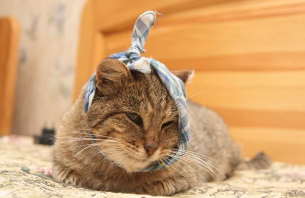 猫咪意外造成的内脏出血会自愈吗,猫咪受伤小便出血