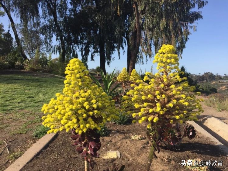 美国韦恩州立大学怎么样,韦恩州立大学好不好