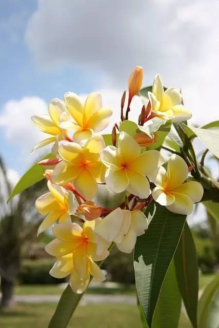 赏花时间表,赏花季节及图片