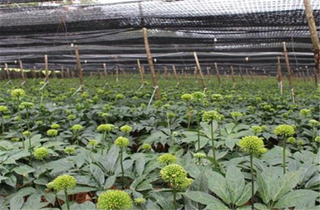 怎样栽培和加工三七,食用三七种植技术大全