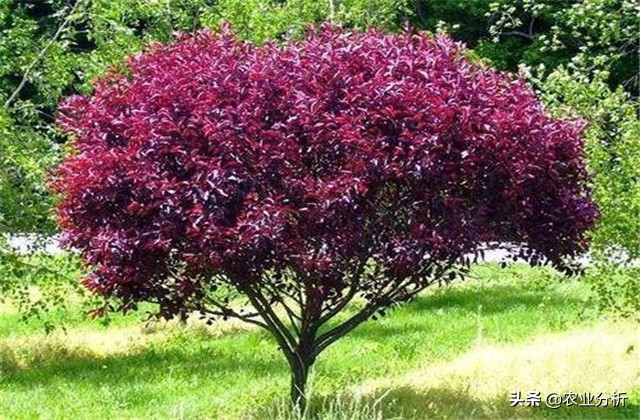 四季海棠种植方法,玫红四季海棠扦插种植