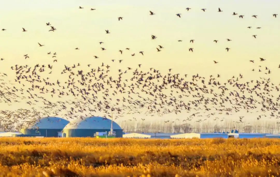 山东这两座小城，集齐了所有令人向往的美景，超级适合自驾！