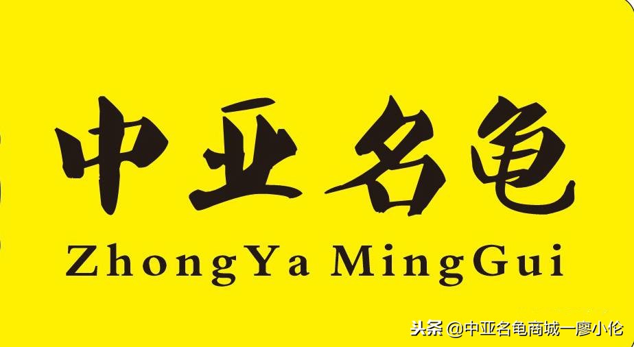 关于巴西龟的养龟小知识,养龟都是从巴西龟开始吗