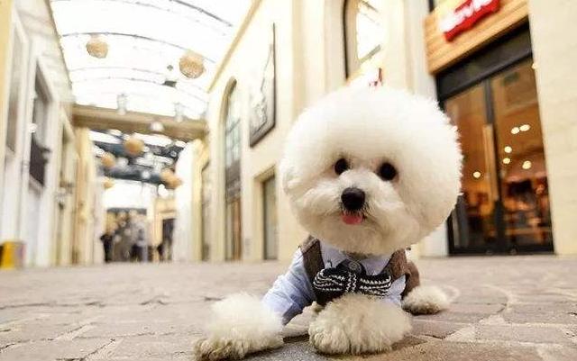 女生最爱养的六种狗，男生：以后女朋友生气，就靠它们哄了