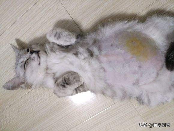 猫咪得了病治不好要安乐死吗,猫咪得了猫腹水安乐死