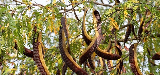 正宗的燕窝多少钱一斤啊,真正的燕窝得多少钱一斤