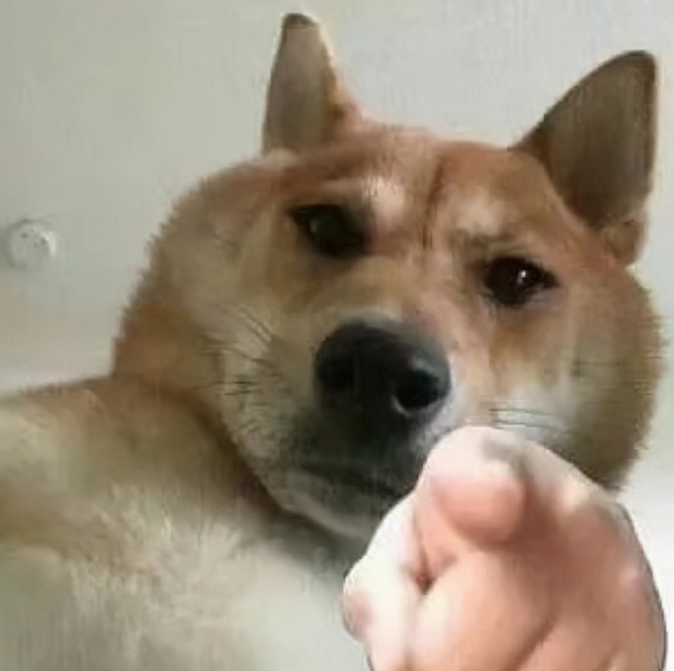 被意大利人骂了这么多年，原来是冤枉的丨互联网冲浪手册