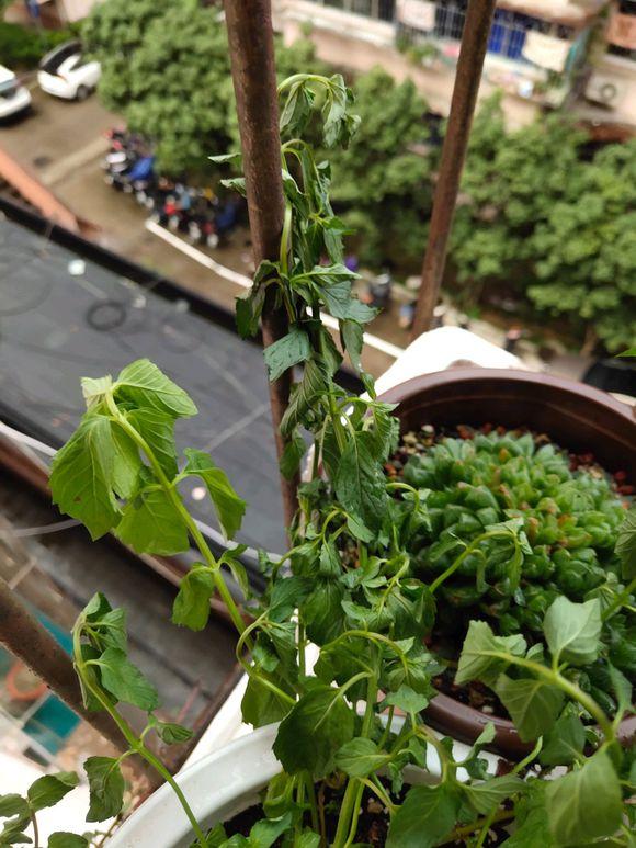 水养薄荷发黄发蔫用什么办法,薄荷水培生根前发蔫