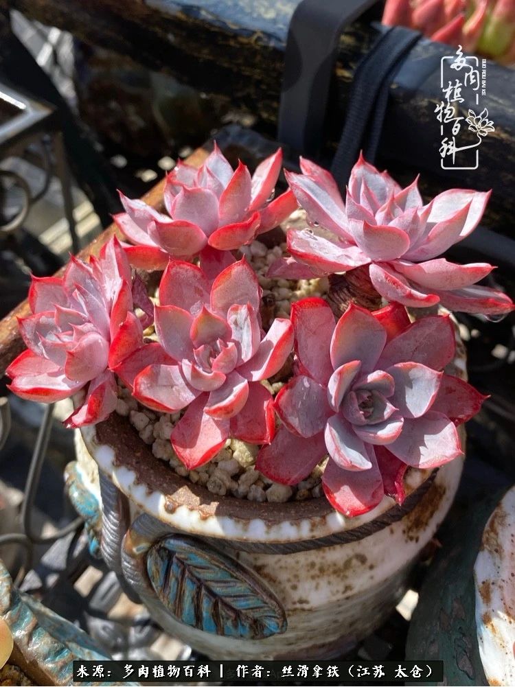 初秋的多肉,初春的多肉开始展现美颜了