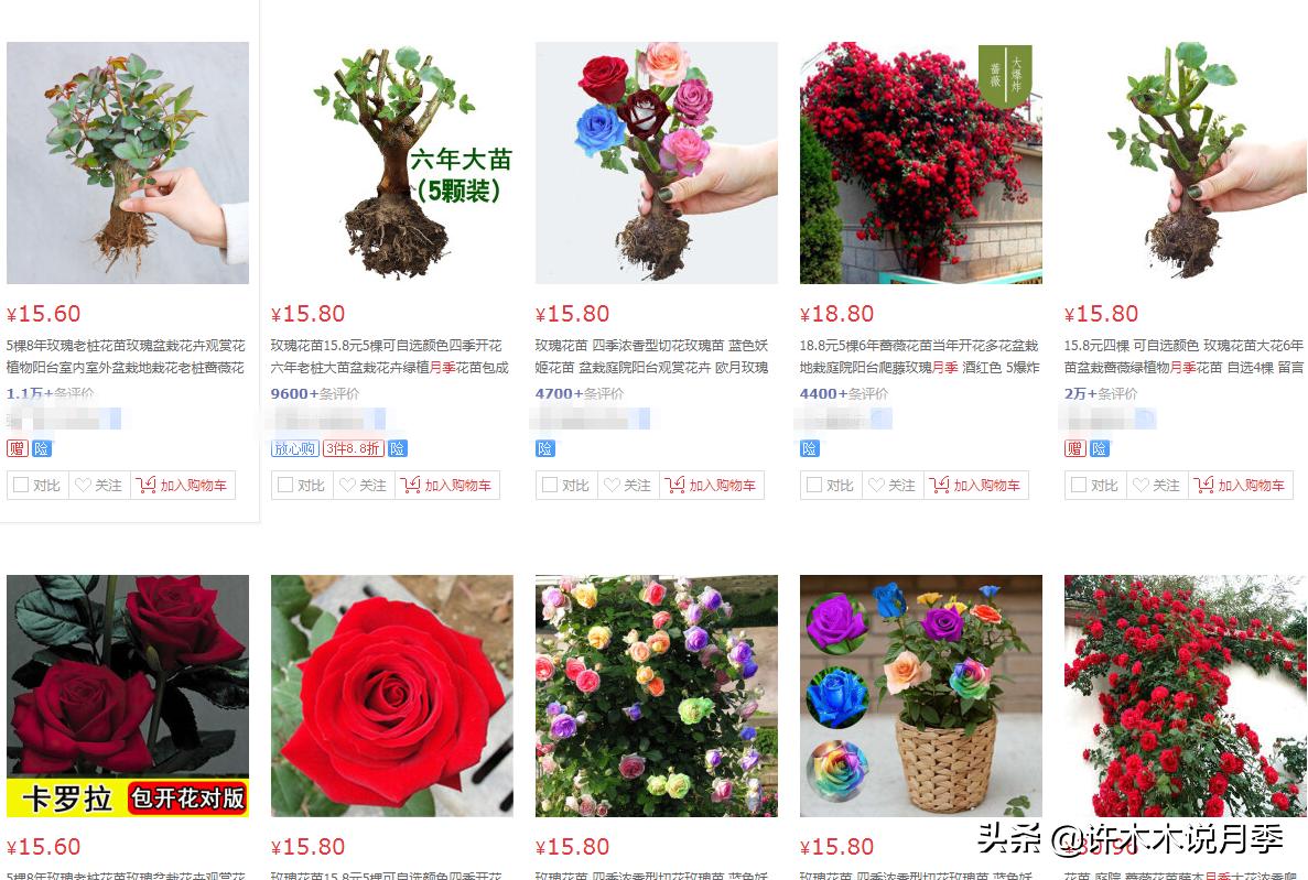 买月季还被骗？教你远离月季网购陷阱，辨别真伪拒绝蔷薇小白花