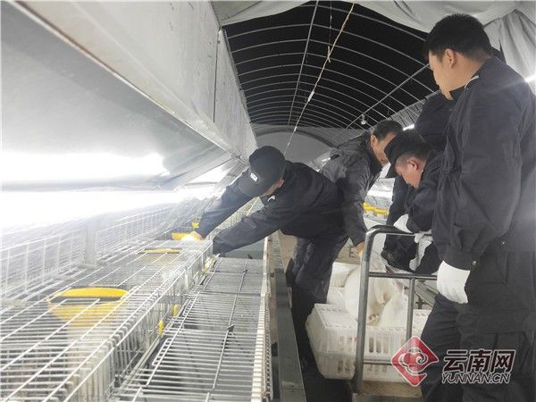 云南一养兔场遭遇狂风暴雨险垮塌，警方5小时紧急转移4000只兔子