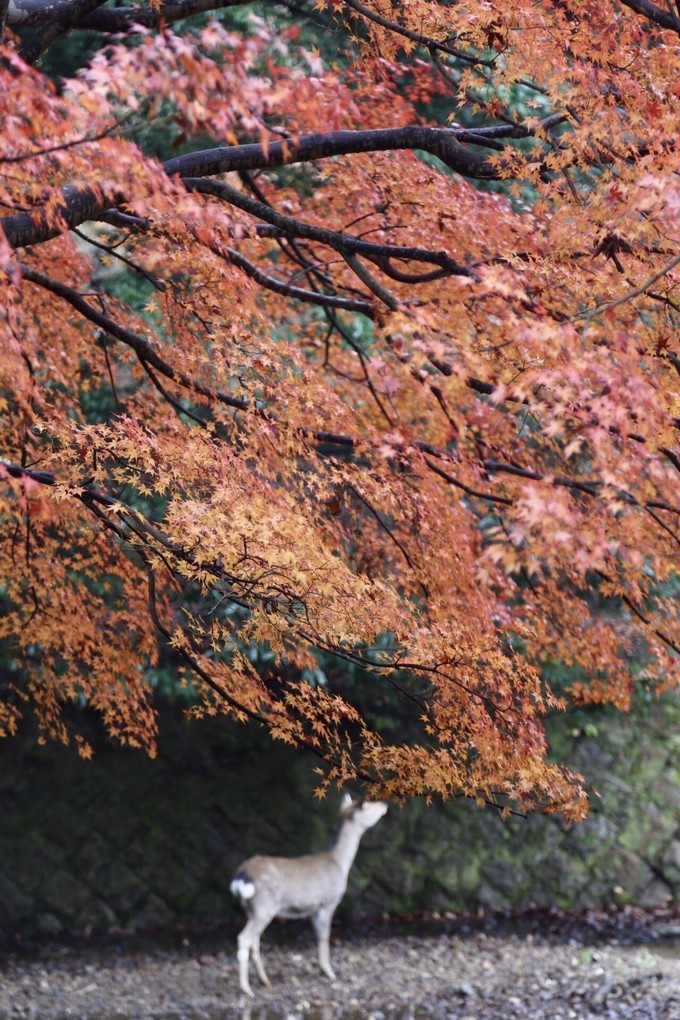 日本京都枫叶季旅游攻略,日本关西赏枫旅游攻略
