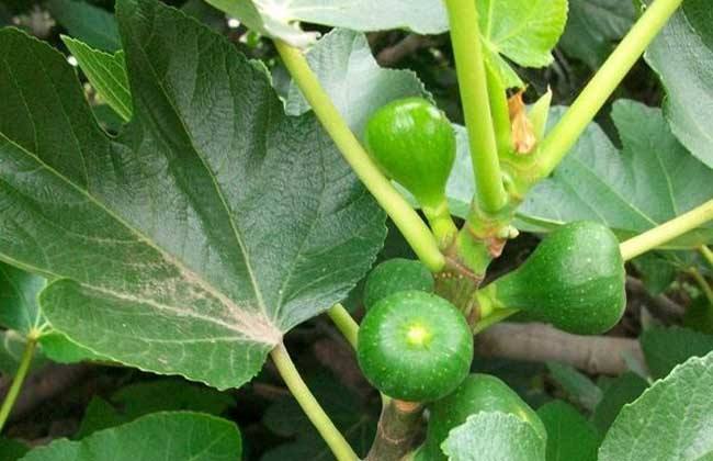 超高密植无花果栽培技术,无花果栽培技巧