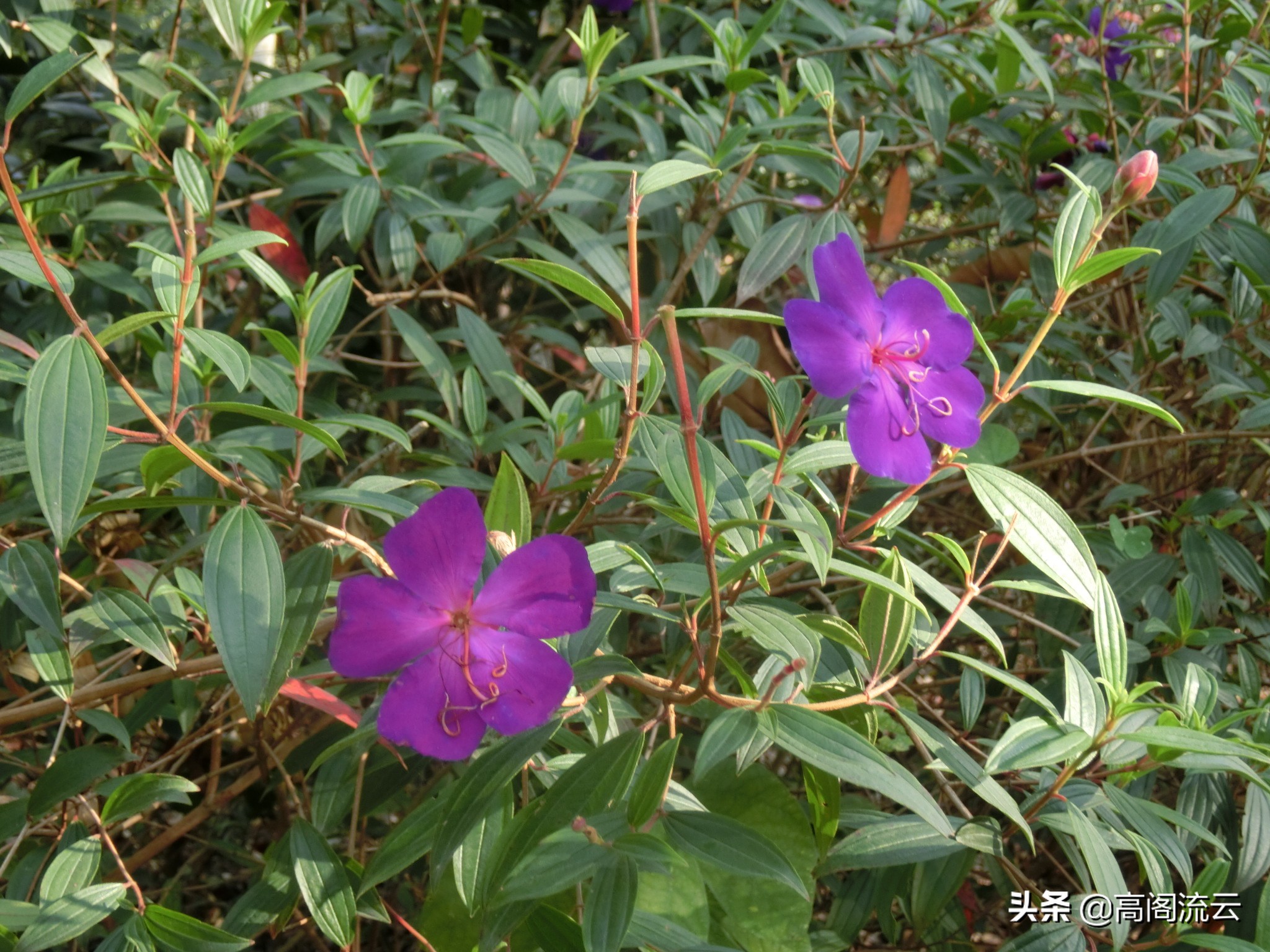 深圳旅游:燕子岭生态公园游记