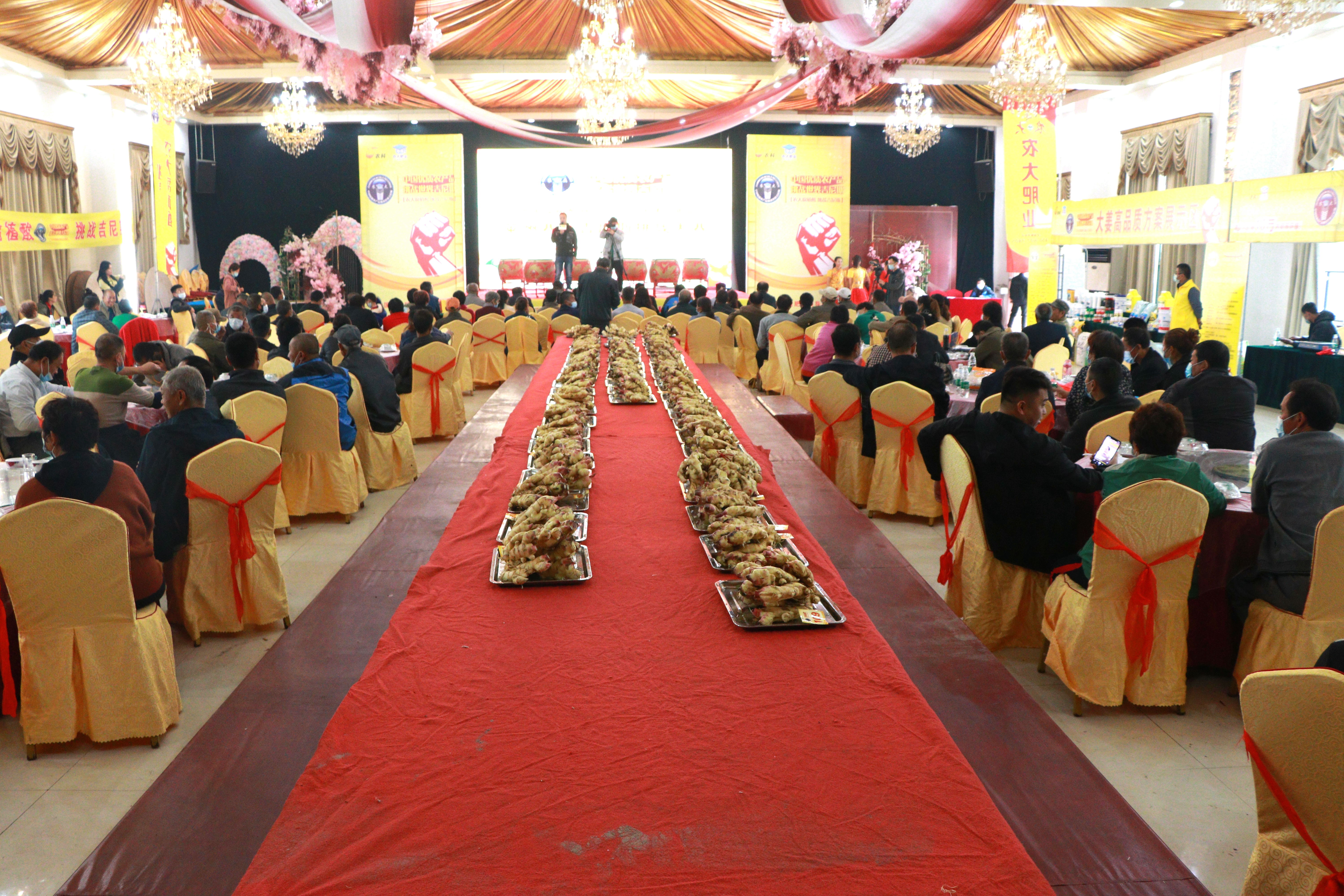 大姜获高产,山东农大肥业获得吉尼斯世界纪录