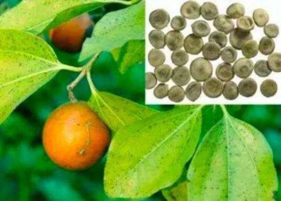 “诗中之帝”却最终变成了一台“织布机”