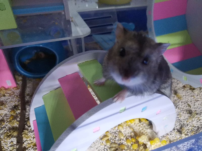 新手养仓鼠基本知识二,新手养仓鼠基本教程