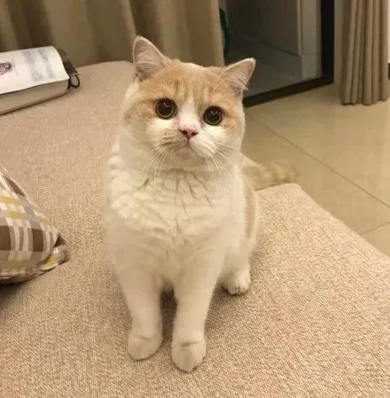 如何学会看猫咪的品相,成年猫咪如何看公母