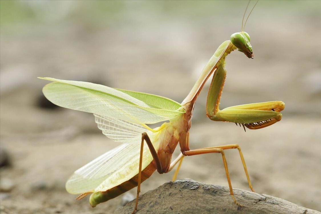 交配后就被妻子啃食，是爱之深恨之切，还是内有隐情呢？