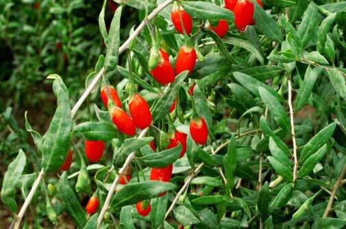 关于枸杞的这些问题需要你了解,枸杞泡水需多少温度合适