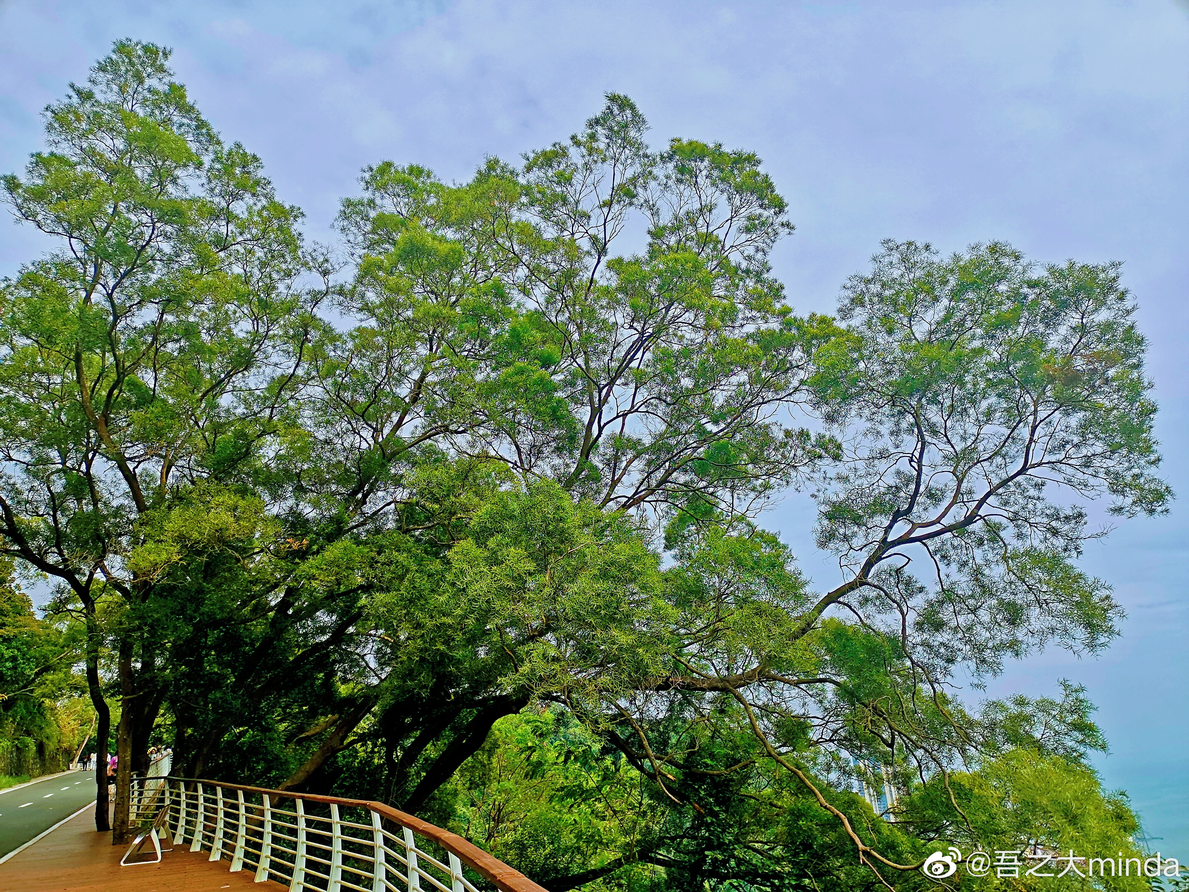 梧桐山下幽径,梧桐山下清风明月