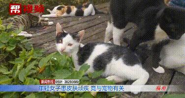 人传染上猫癣身上痒,七岁女孩染上猫癣