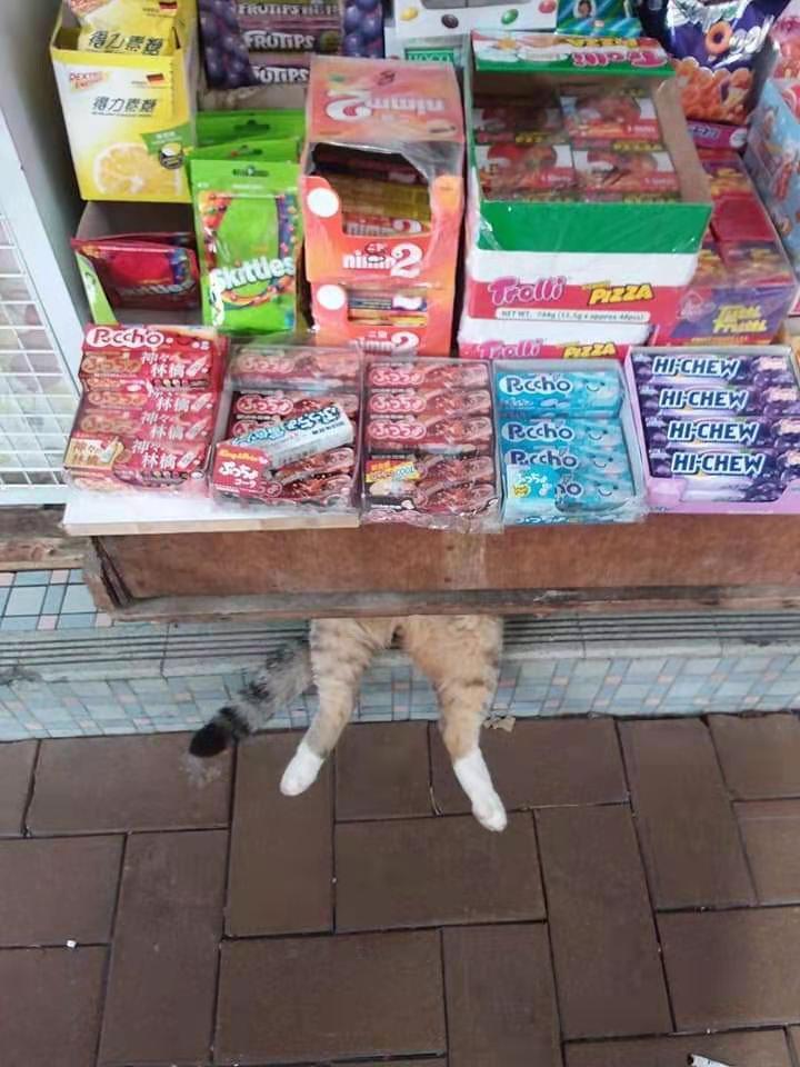 全网都以为复旦大学的猫被偷了，几天后…气得想骂猫